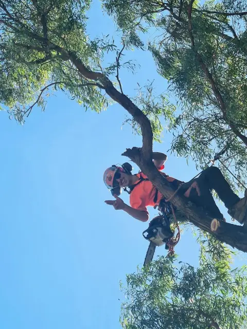 Explore Tree Management cover