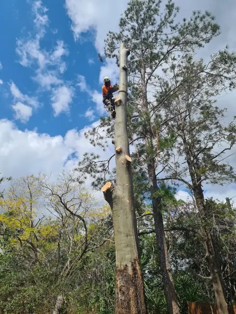 EZ-AS TREE SERVICE