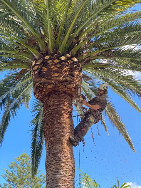 EcoArbor - Tree Care