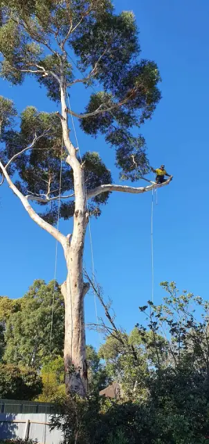 Arborcare Tree Contractors