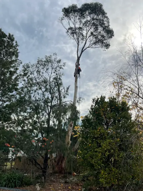 Roots 2 Leaves Tree Services Pty Ltd