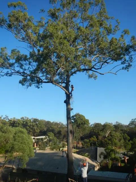 Family Tree Care
