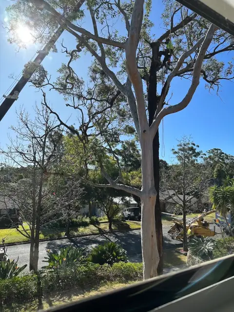 Fast Call Tree Services cover