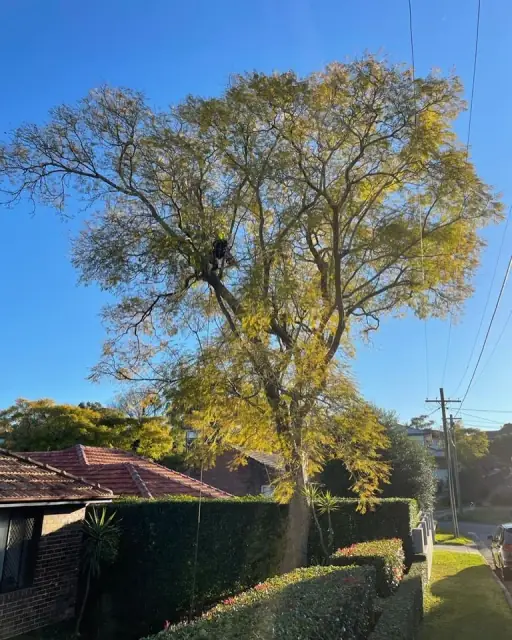 Fell Arborist & Tree Services cover