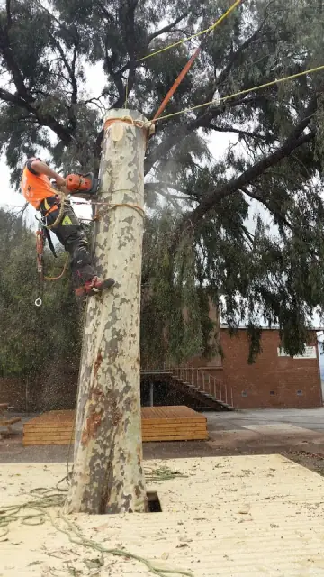 Fifteenfeet Tree Maintenance cover