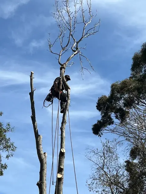 Final Cut Tree Solutions cover