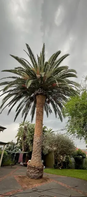 Final Cut Tree Solutions cover