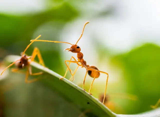 First Kill Pest Control cover