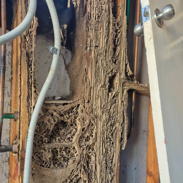 Flick Pest Control - Shepparton cover