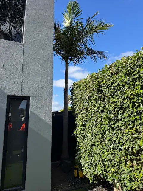 Forbes Tree Care