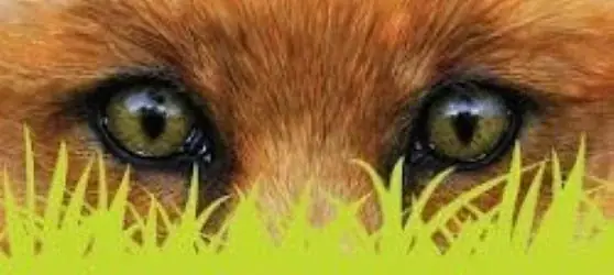 Fox Mowing & Gardening Adamstown | Lawn Mowing & Gardening Services