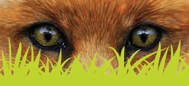 Fox Mowing & Gardening Winmalee | Lawn Mowing & Gardening Services