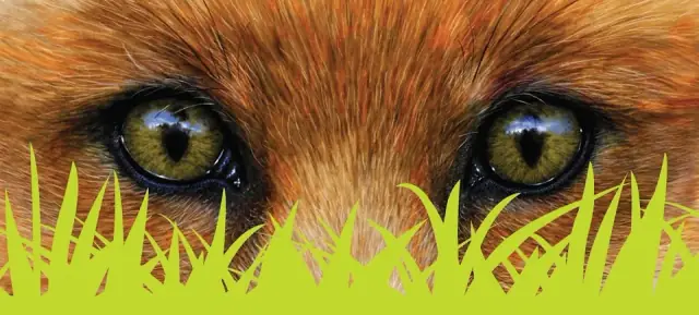 Fox Mowing & Gardening Wynnum | Lawn Mowing & Gardening Services