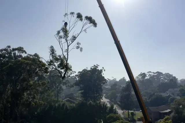 Friendly Fred's Tree Services