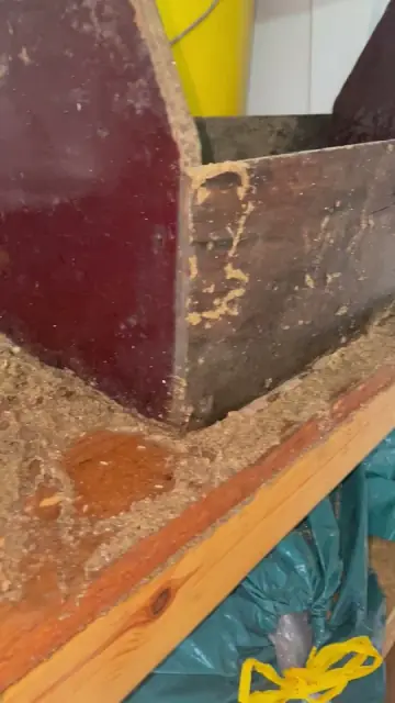 FRP Termite and Pest Management cover