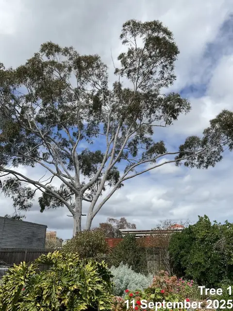 Future Tree Health