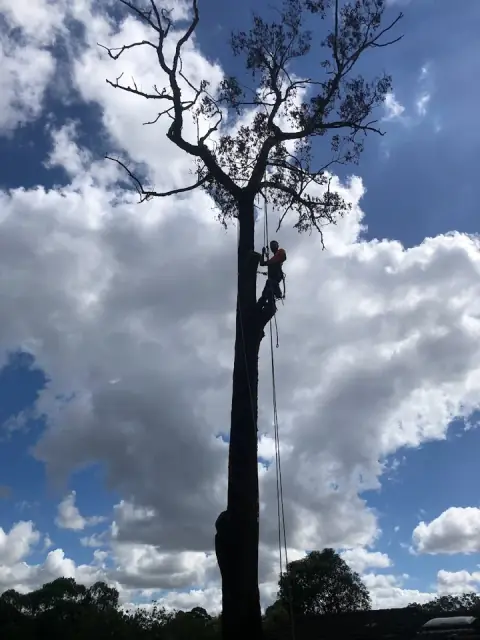 GAP Tree Lopping Services