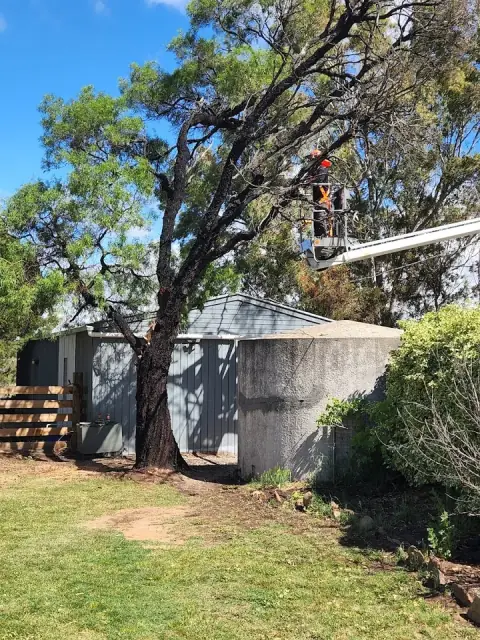 Gavin Luke Tree and Stump Service