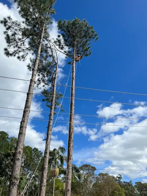 GC Tree Solutions cover