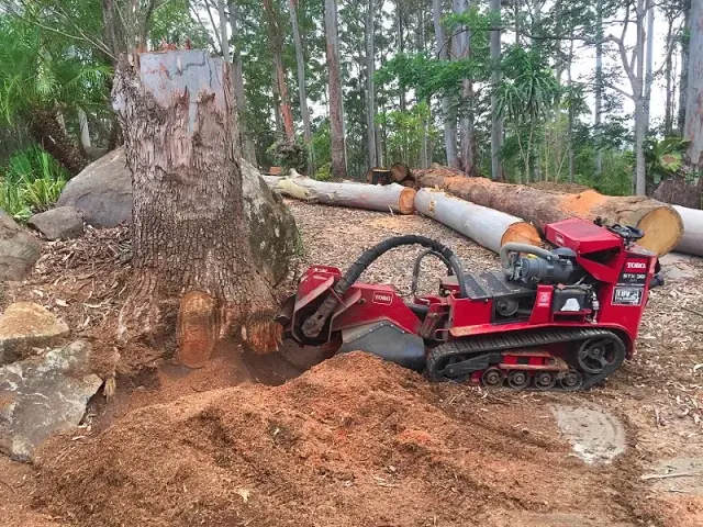Gecko Stump Grinding