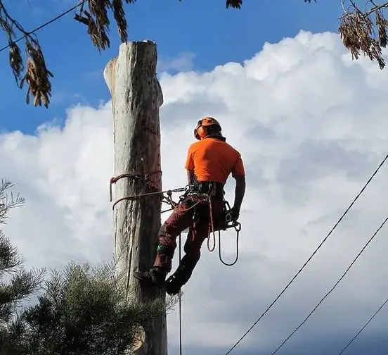 George's Tree Services cover