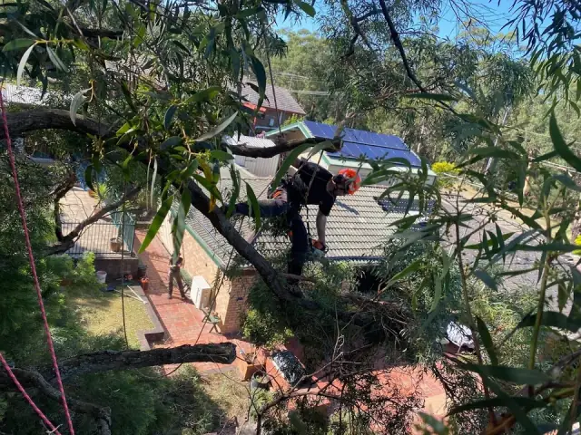 Gippsland Arboriculture Specialists
