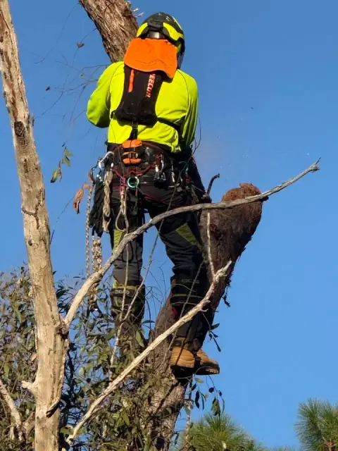 Glass House Tree Works