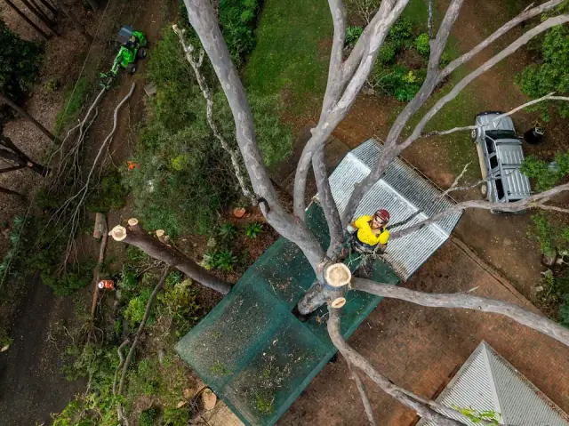 Global Tree Works