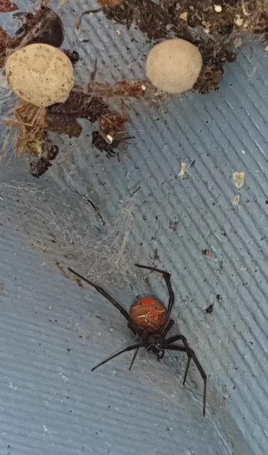 GMU Pest Control