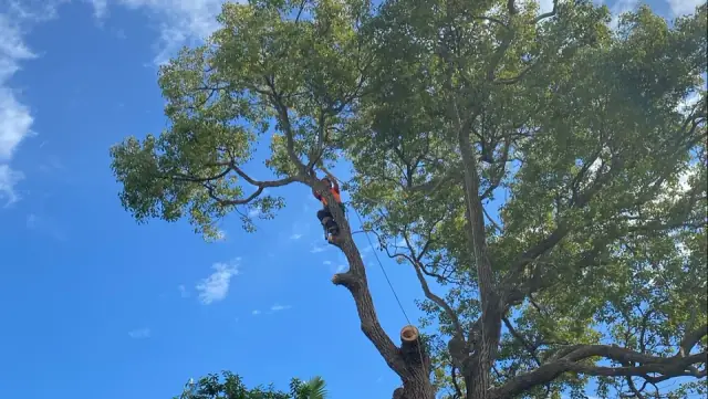 Gold Coast Arborists