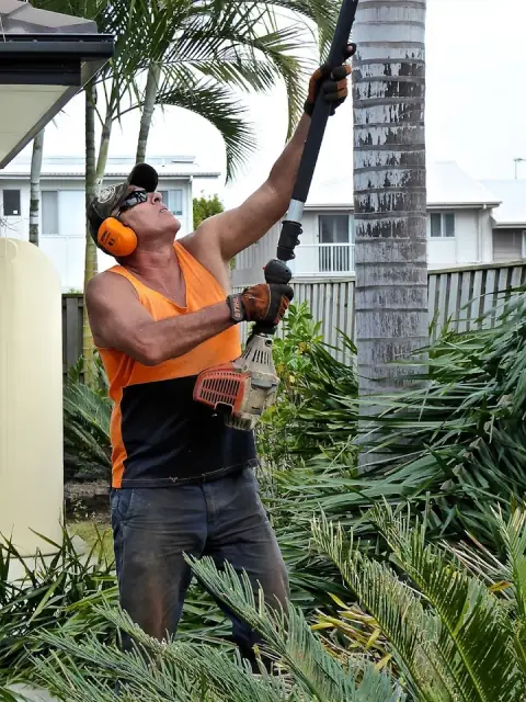 Gold Coast Palm Man cover