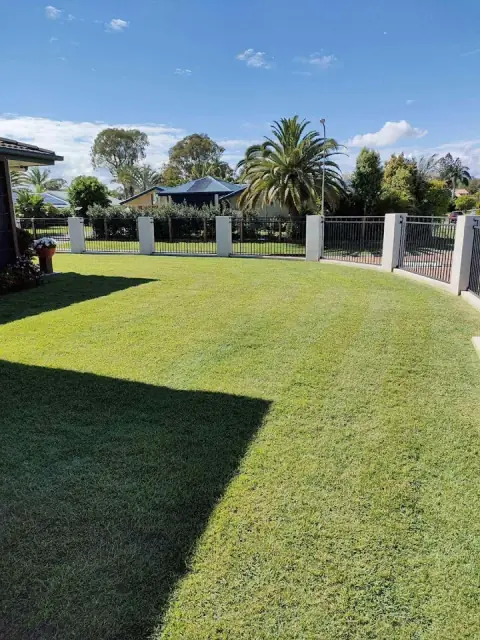 Golden Cane lawns