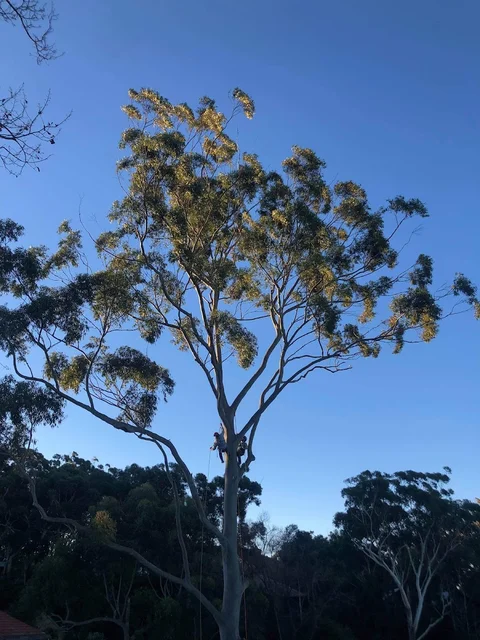 Good Tree Guy