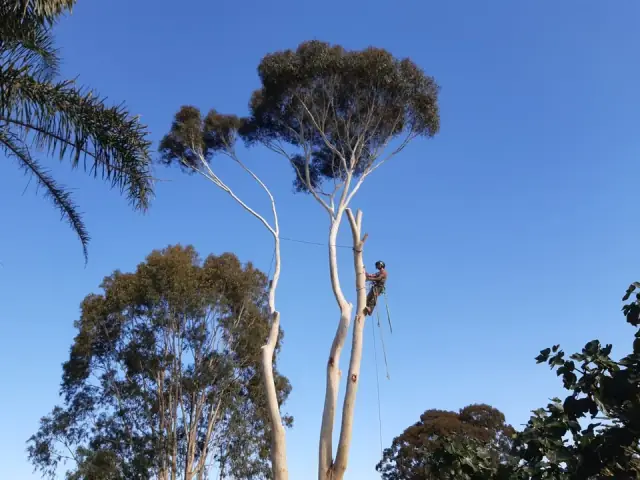 Great Alpine Tree Services cover
