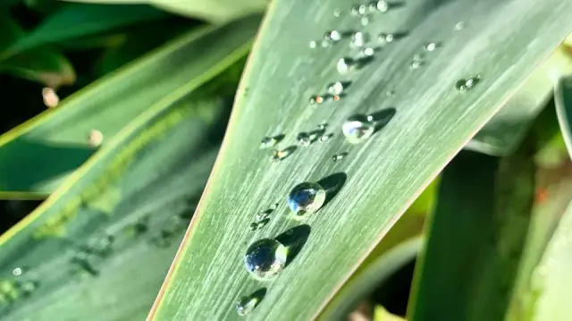 Green Leaf Maintenance