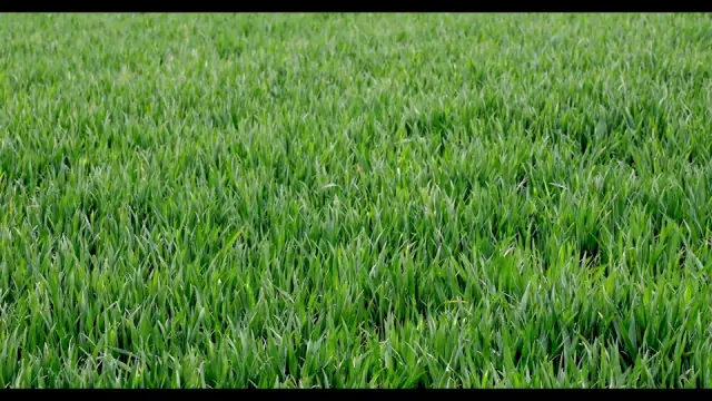 Greenman Mowing Services cover