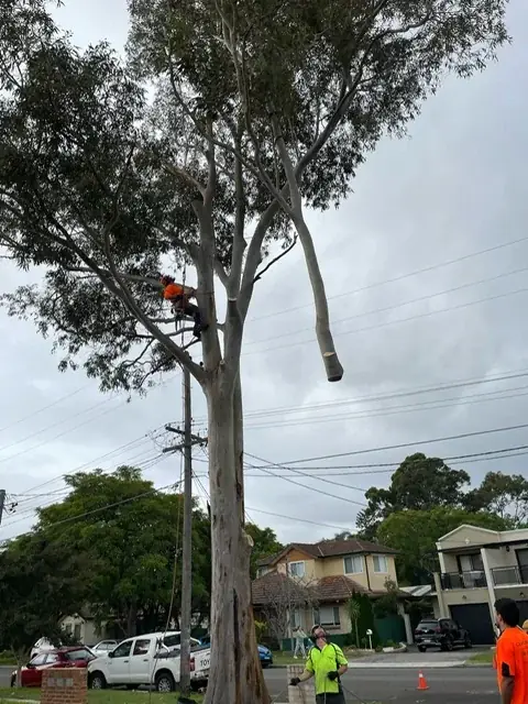 GT Trees - Tree service cover