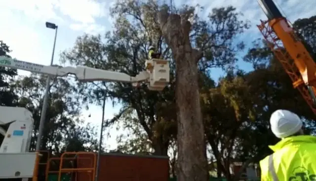 GTS - Geoff's Tree Service cover