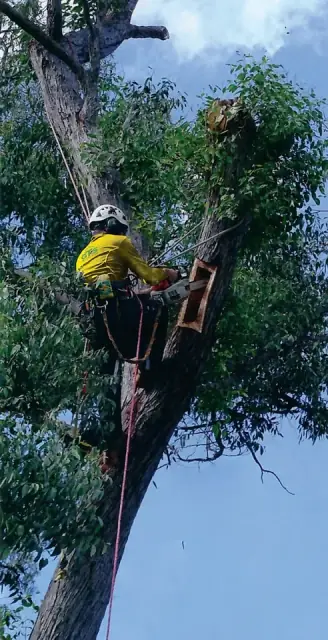 GTS - Geoff's Tree Service