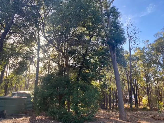 Handy Andy's Trees