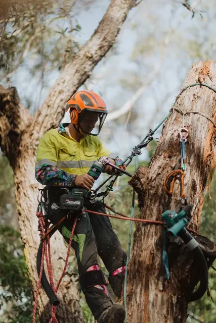 Harmony Tree Care