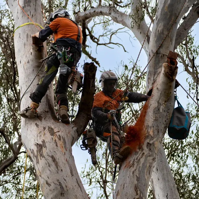 Heartwood Tree Solutions Pty Ltd