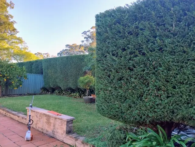 Hedge Sydney cover