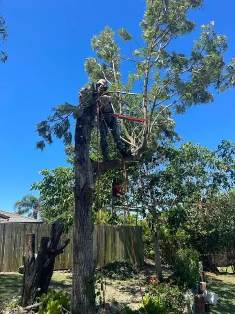 Hedge & Tree Cutting Bros