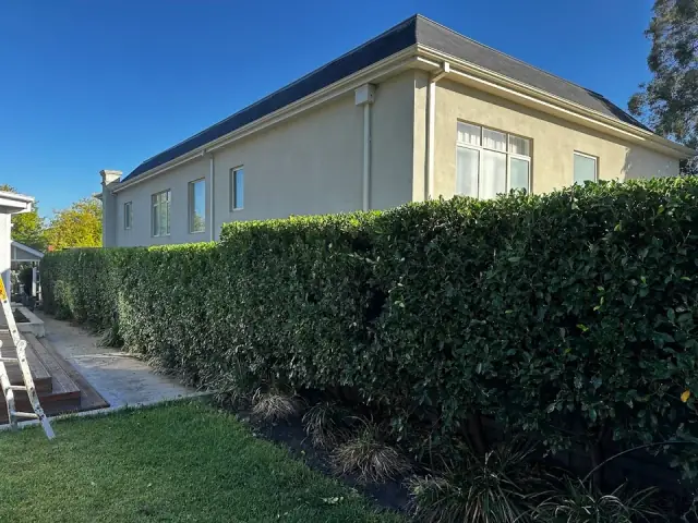 Hedges and Trees cover
