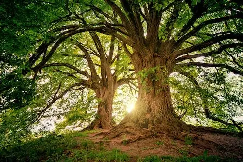 High Tech Trees cover