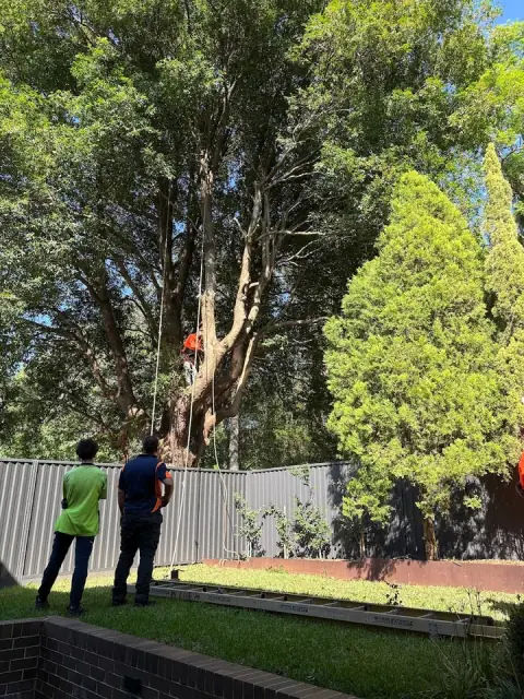 High Top Tree Services PTY LTD