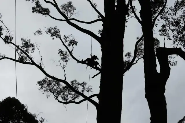 Highlander Tree Services