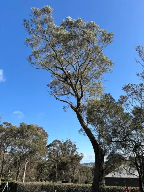 Highlands Trees