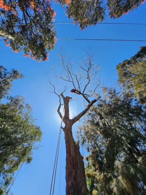 Hillside Tree Care cover